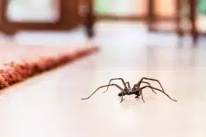 Spider Control card