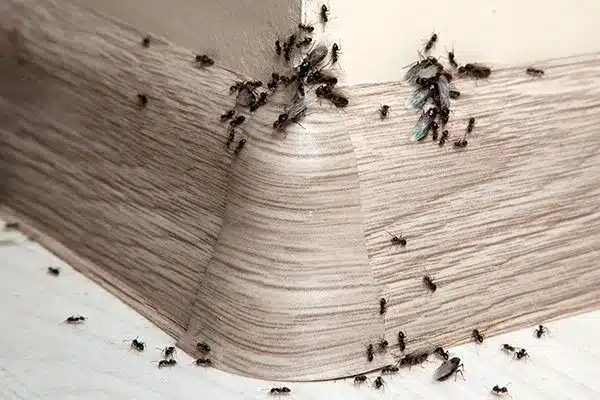 services ant