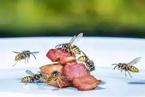 wasp control card
